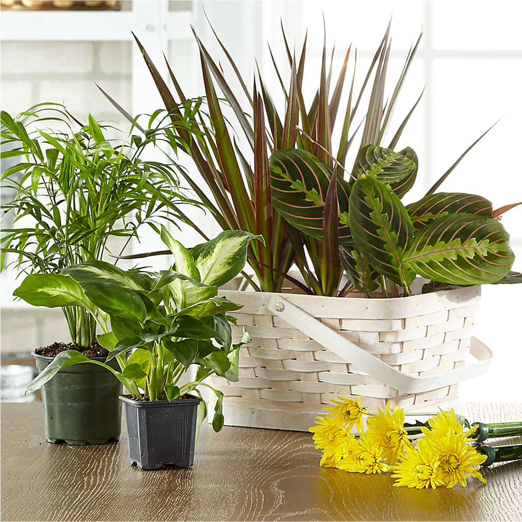 Florist Designed Blooming and Green Plants in a Basket – New Life Flower And Gifts, Rincon GA