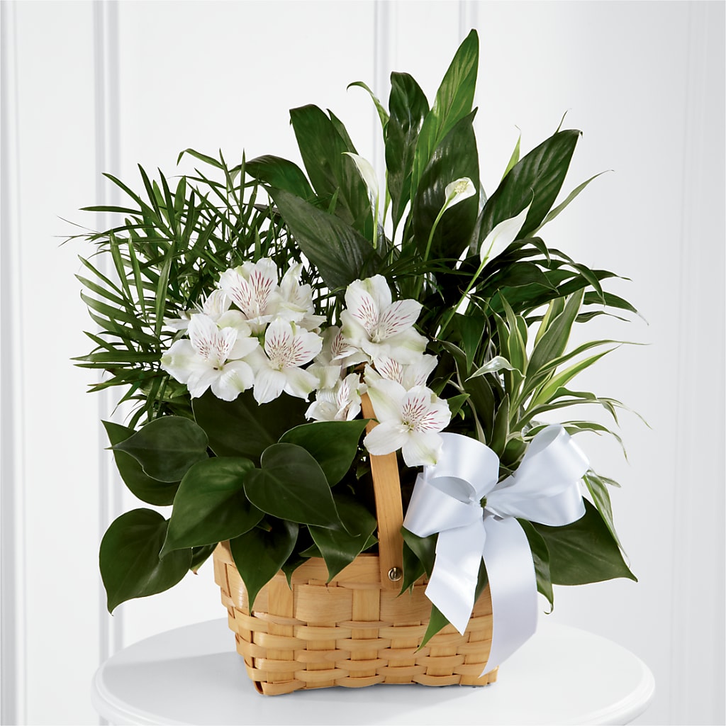 Peace & Serenity Dishgarden – New Life Flower And Gifts, Rincon GA