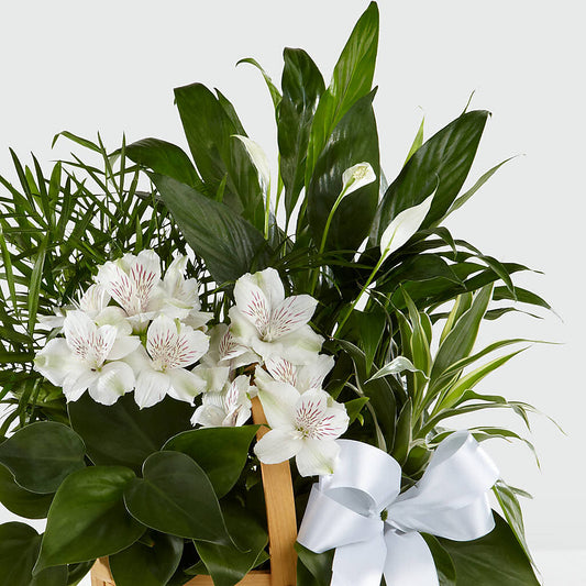 Peace & Serenity Dishgarden – New Life Flower And Gifts, Rincon GA