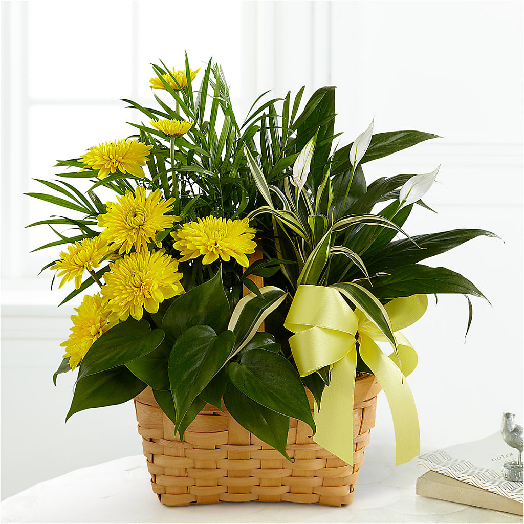 Loving Light Dishgarden – New Life Flower And Gifts, Rincon GA