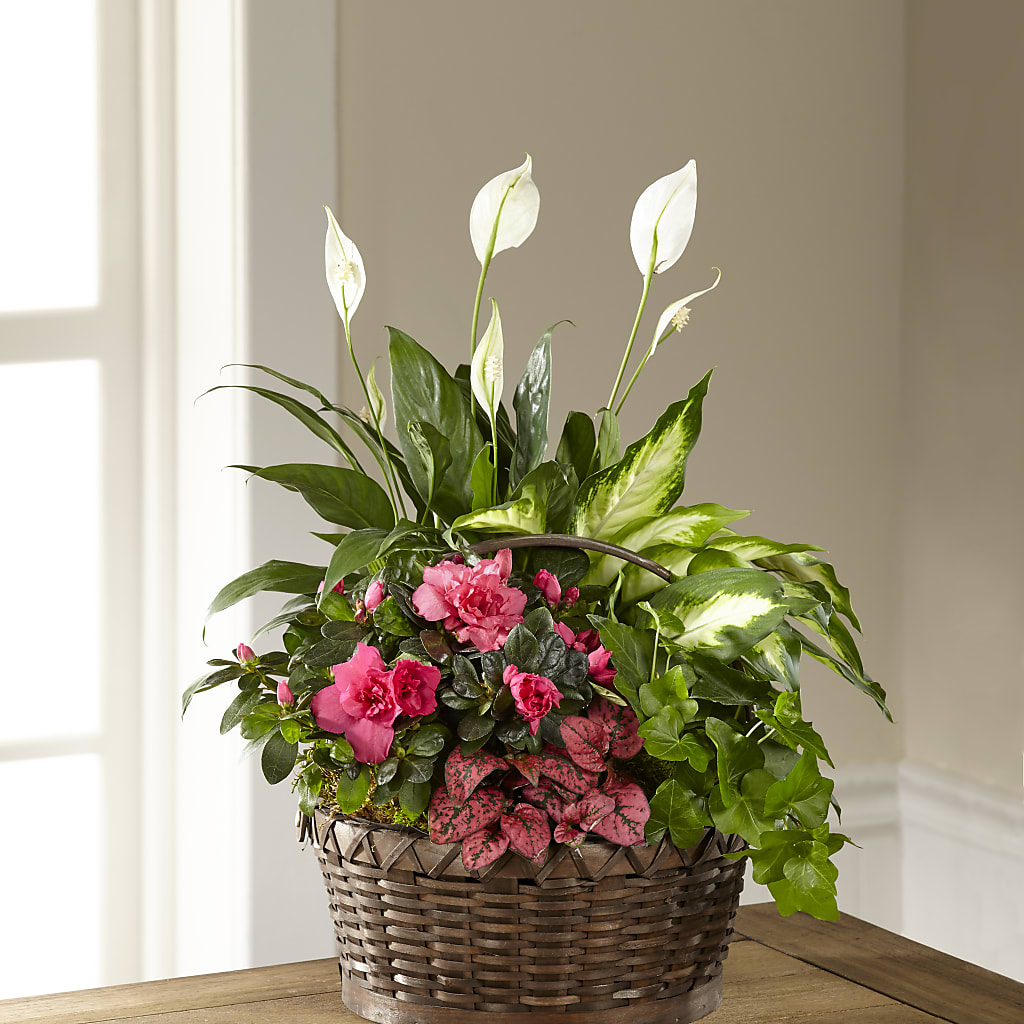 Dream in Pink Dishgarden – New Life Flower And Gifts, Rincon GA