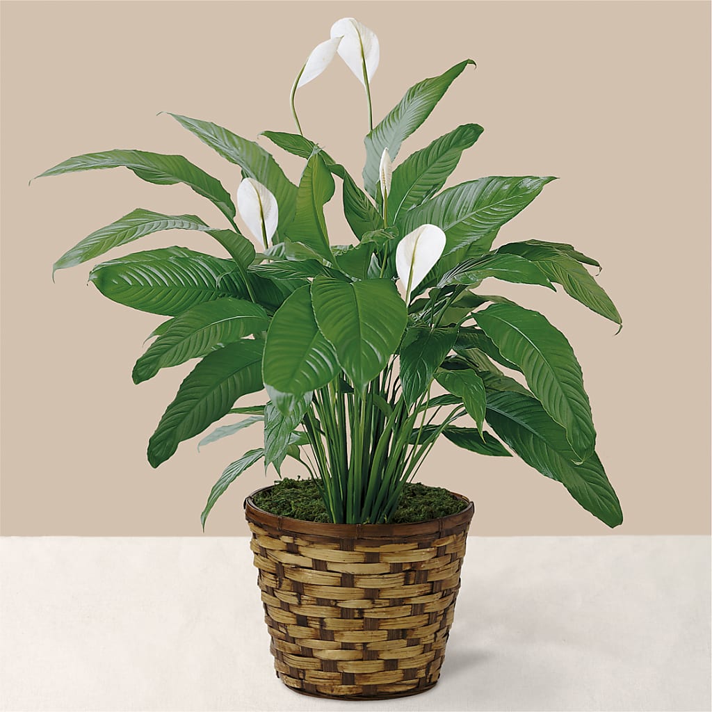 Tranquil Moments Peace Lily Plant – New Life Flower And Gifts, Rincon GA