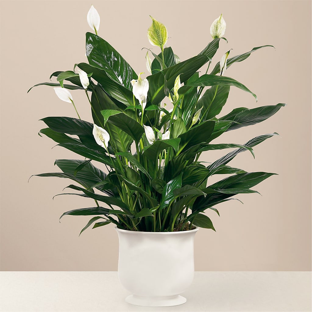 Comfort Planter – New Life Flower And Gifts, Rincon GA