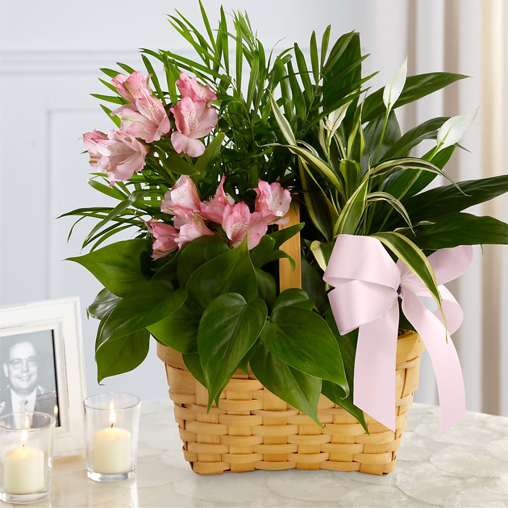 Living Spirit Dishgarden – New Life Flower And Gifts, Rincon GA