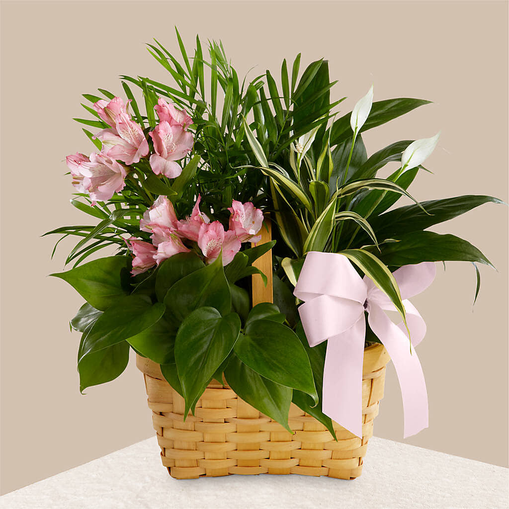 Living Spirit Dishgarden – New Life Flower And Gifts, Rincon GA