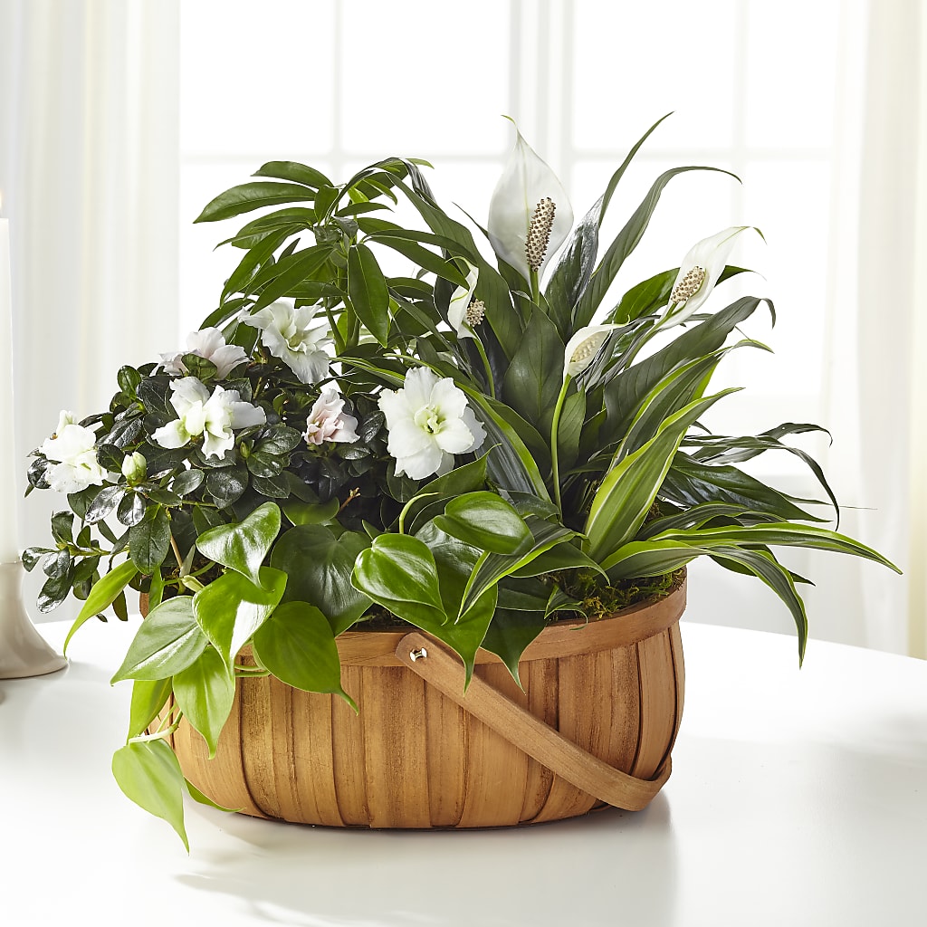 Serene Dishgarden – New Life Flower And Gifts, Rincon GA