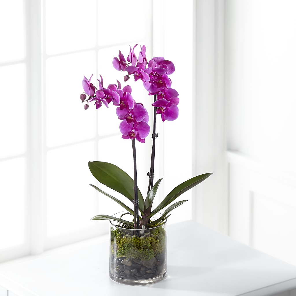 Pink Orchid Plant – New Life Flower And Gifts, Rincon GA