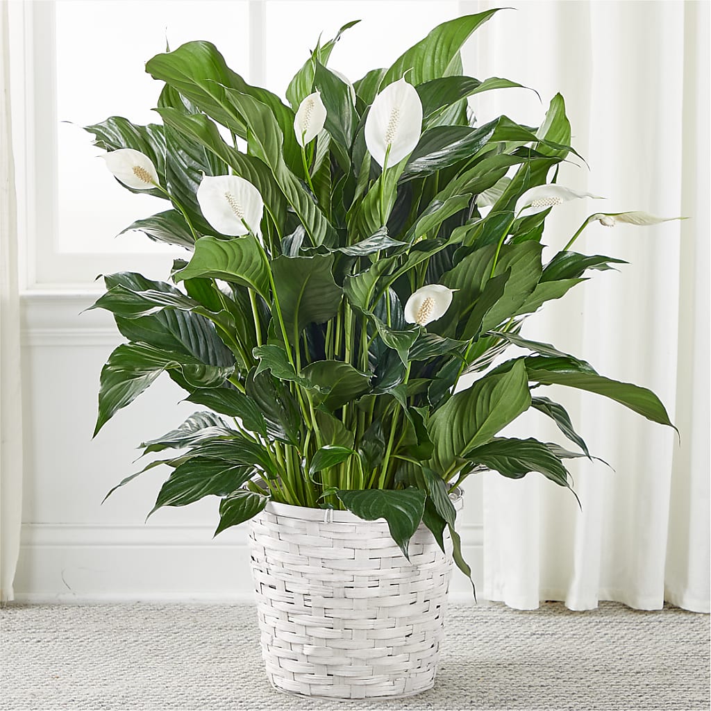 A New Leaf Peace Lily – New Life Flower And Gifts, Rincon GA