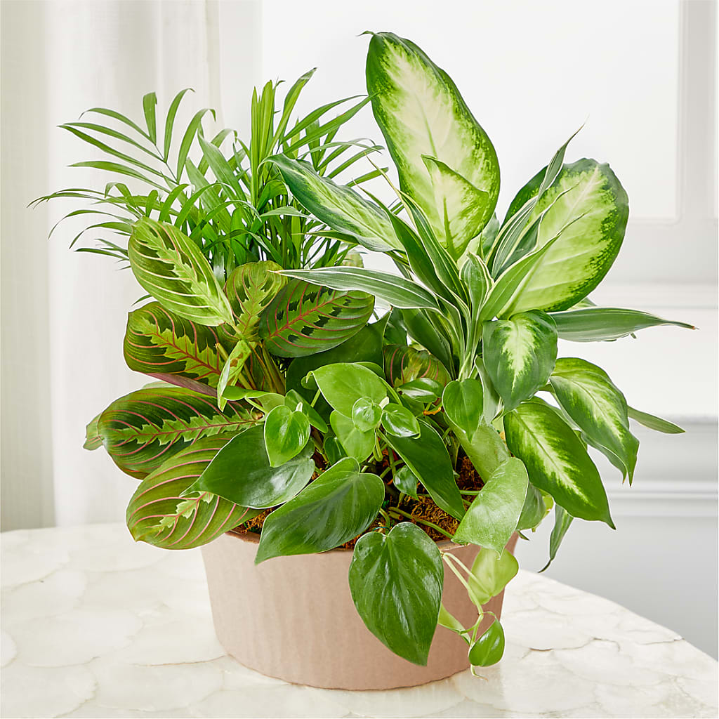 Balance & Harmony Dishgarden – New Life Flower And Gifts, Rincon GA