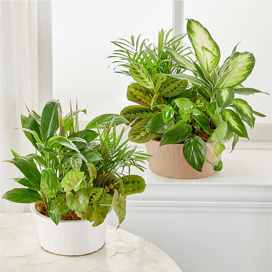 Balance & Harmony Dishgarden – New Life Flower And Gifts, Rincon GA