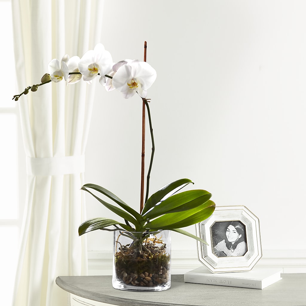 White Orchid Planter – New Life Flower And Gifts, Rincon GA