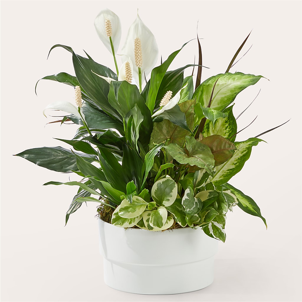 Radiating Positivity Dishgarden – New Life Flower And Gifts, Rincon GA