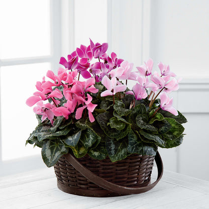 Mixed Cyclamen Planter –  New Life Flower And Gifts, Rincon GA