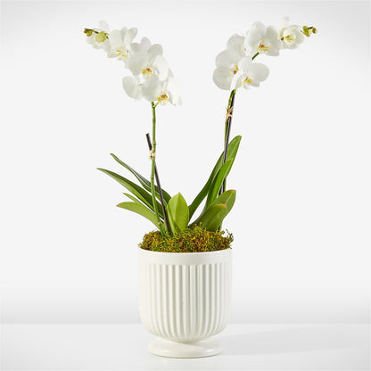 Whispering White Orchid –  New Life Flower And Gifts, Rincon GA