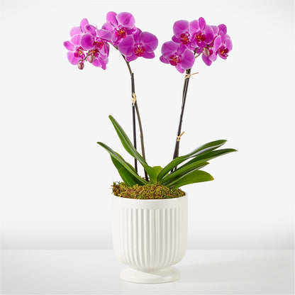 Friendly Fuchsia Orchid –  New Life Flower And Gifts, Rincon GA