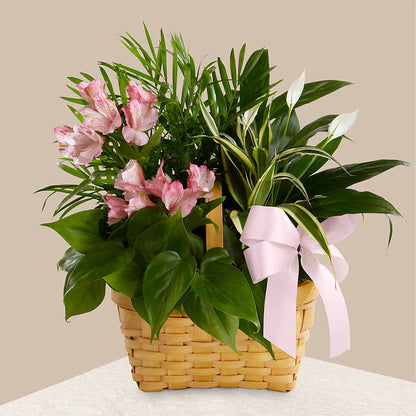 Living Spirit Dishgarden –  New Life Flower And Gifts, Rincon GA