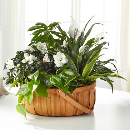 Serene Dishgarden –  New Life Flower And Gifts, Rincon GA