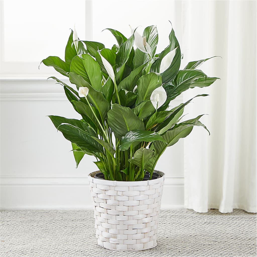 A New Leaf Peace Lily –  New Life Flower And Gifts, Rincon GA