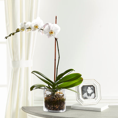 White Orchid Planter –  New Life Flower And Gifts, Rincon GA