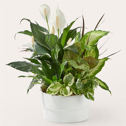 Radiating Positivity Dishgarden –  New Life Flower And Gifts, Rincon GA
